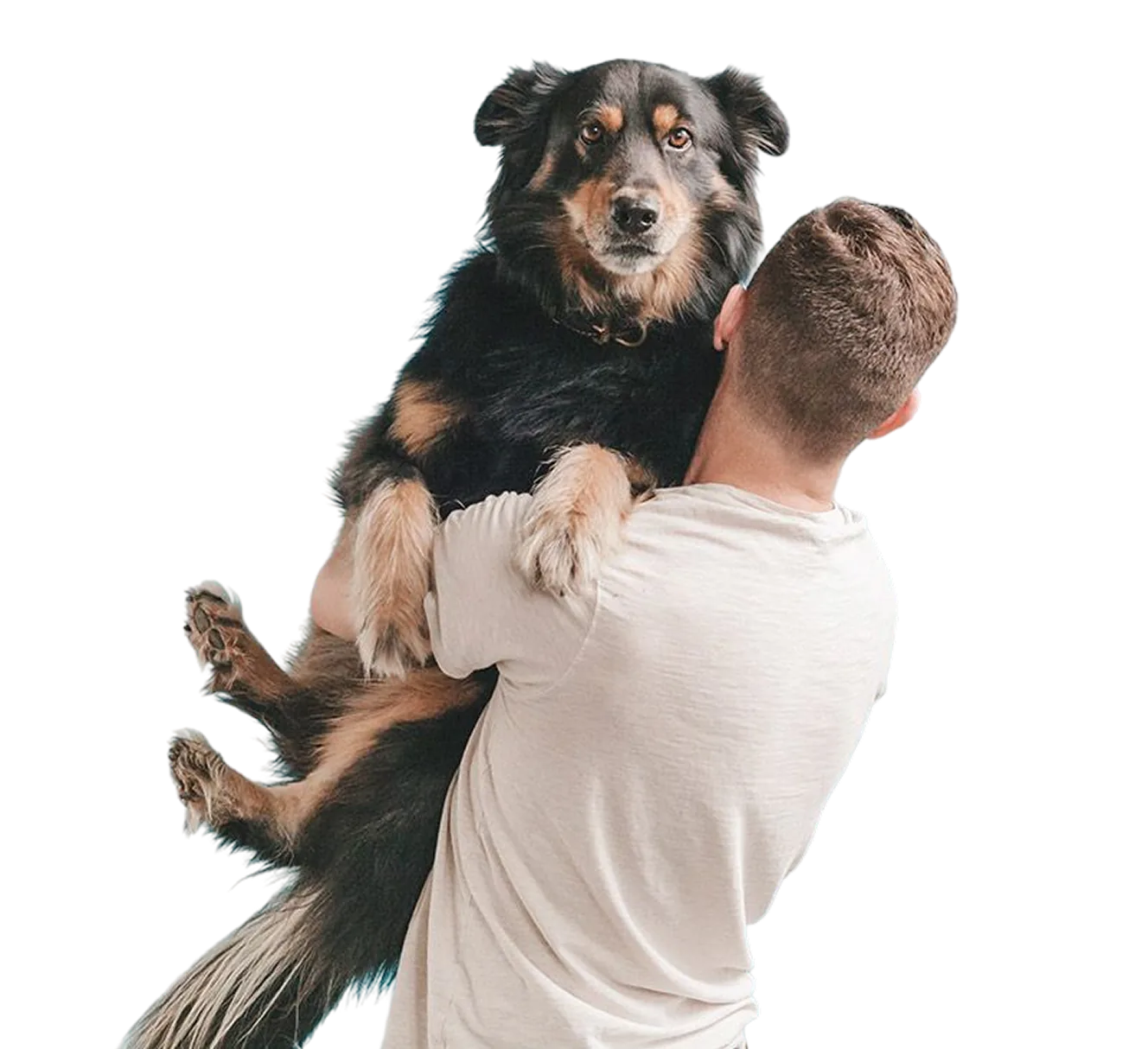 Cão olhando para a câmera